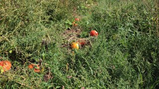 IMG_20220909_121731