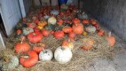IMG_20220926_172522